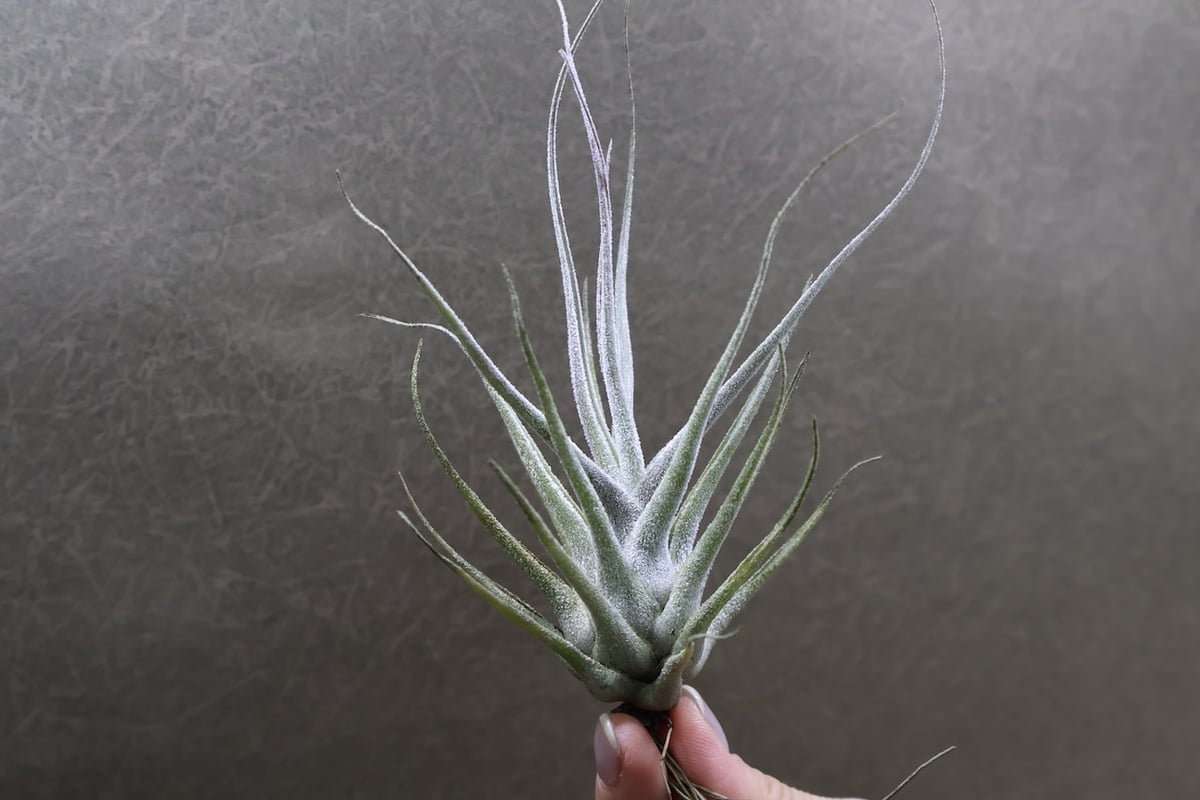 エーレルシアナ 43号 | air-plants TENGU-DO