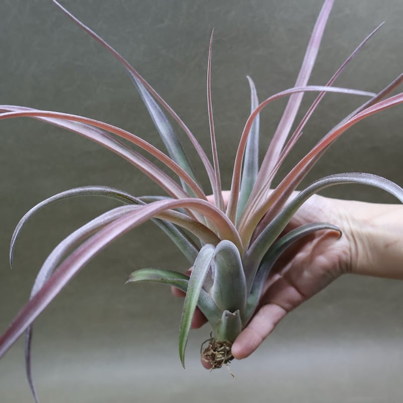 チランジア　カピタータ×ストレプトフィラ カピタータ×ストレプトフィラ Mサイズ 16号 | air-plants TENGU-DO