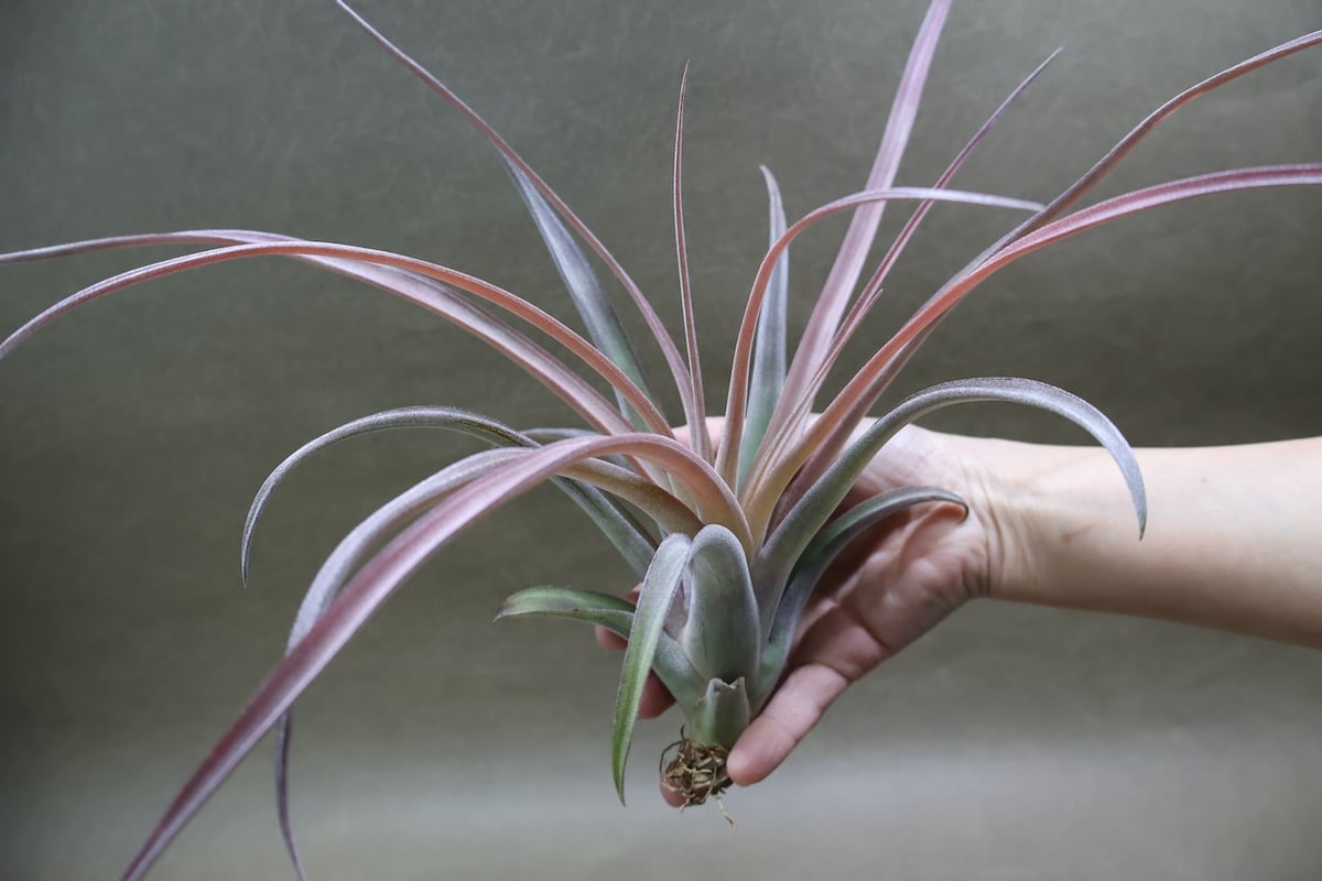 カピタータ×ストレプトフィラ Mサイズ 16号 | air-plants TENGU-DO