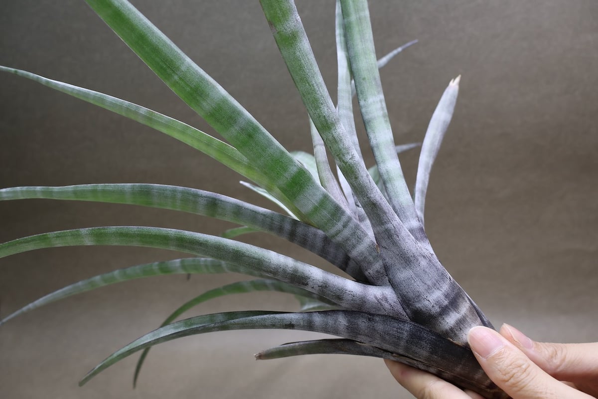 ヒルタ Tillandsia ヒルダエ Lサイズ 08号 | air-plants TENGU-DO