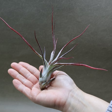 CATEGORY 品種名：I/J/K/L | air-plants TENGU-DO