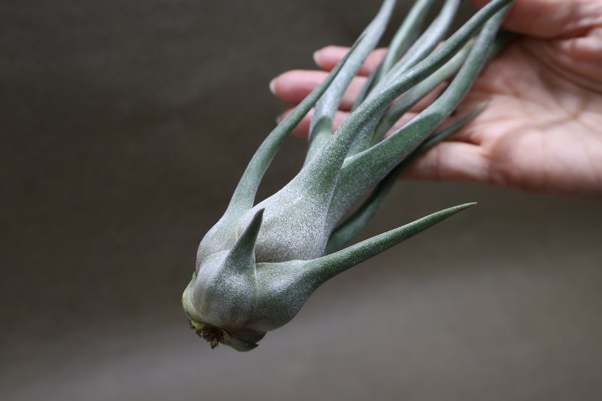 ショータイム × ティ 04号 | air-plants TENGU-DO