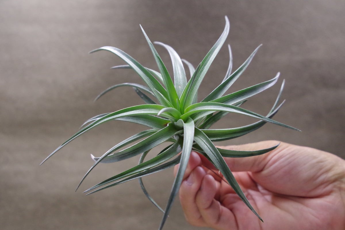 Tillandsia InterestingとChameleonのセット カメレオン（ ネグレクタ × イキシオイデス）02号 | air-plants