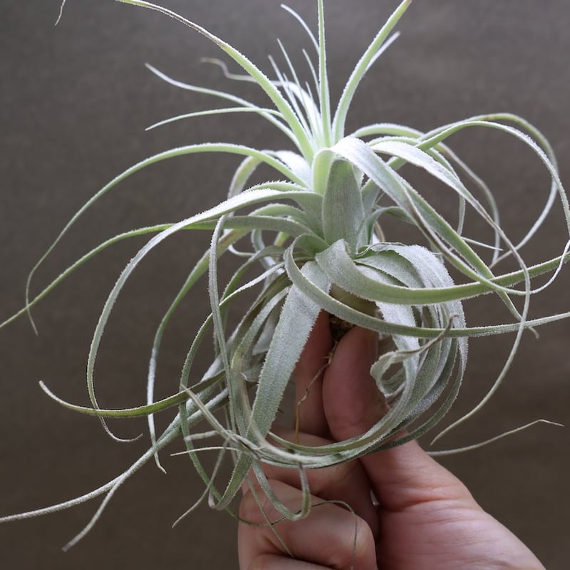 チャペウエンシス 07号 | air-plants TENGU-DO