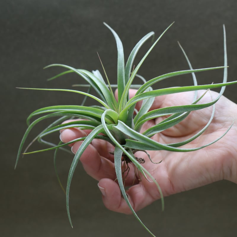 コンコロール×ストレプトフィラ Sサイズ13号 | air-plants TENGU-DO