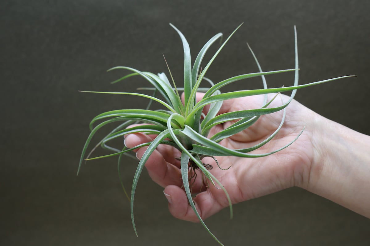 チランジア コンコロール × ストレプトフィラ セレクテッド チランジア コンコロール × ストレプトフィラ セレクテッド