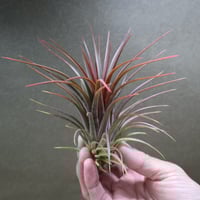 ハリシー × キセログラフィカ 01号 | air-plants TENGU-DO