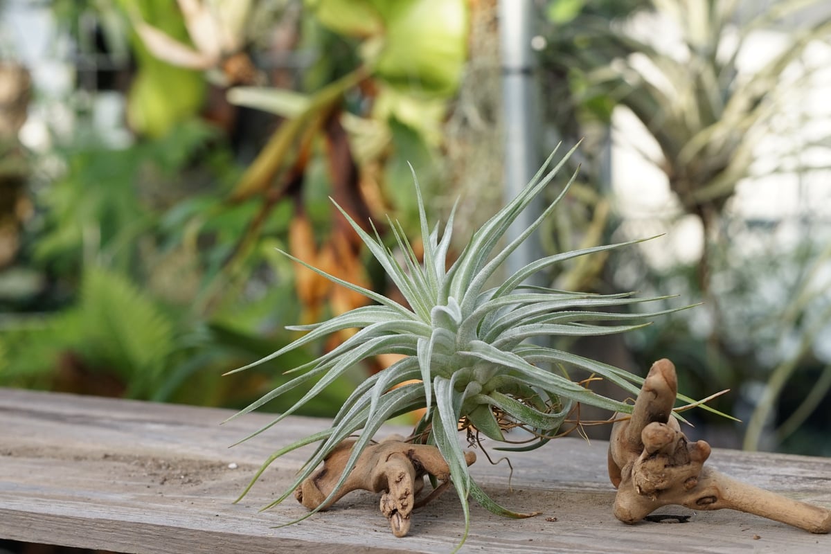 スタッフ特選】ディディスティカ | air-plants TENGU-DO