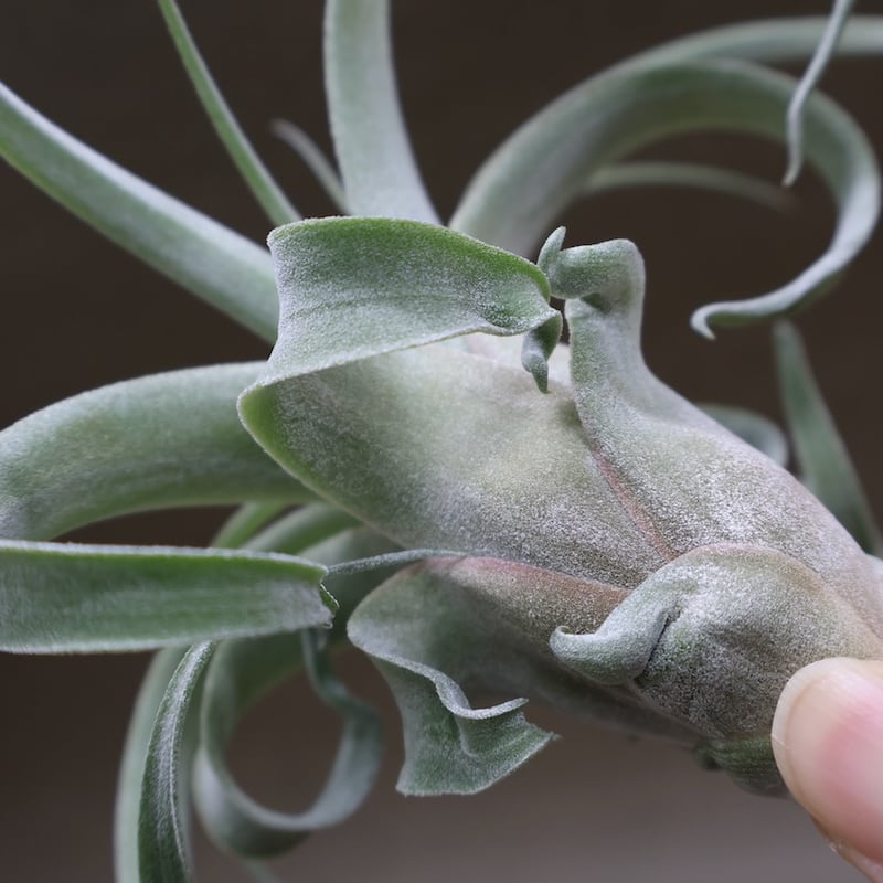 ストレプトフィラ × キセログラフィカ 10号 | air-plants TENGU-DO