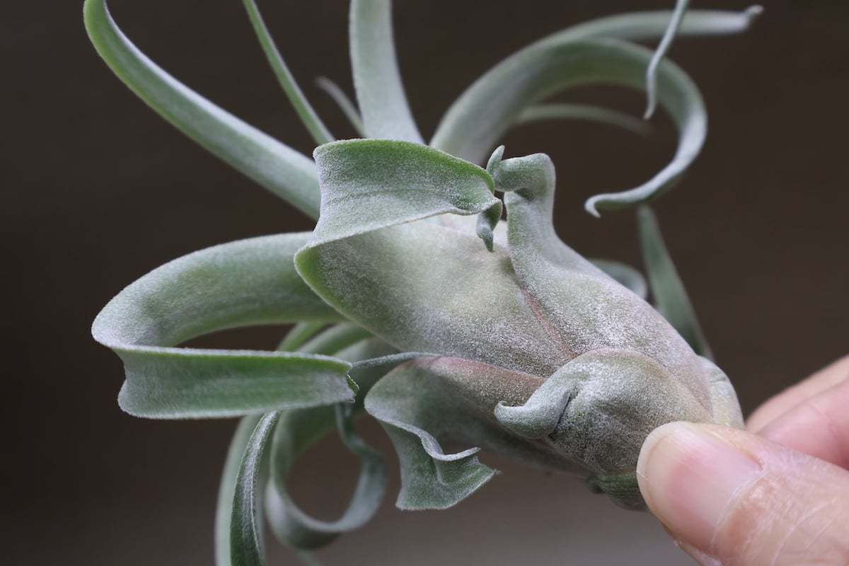 ストレプトフィラ × キセログラフィカ 10号 | air-plants TENGU-DO