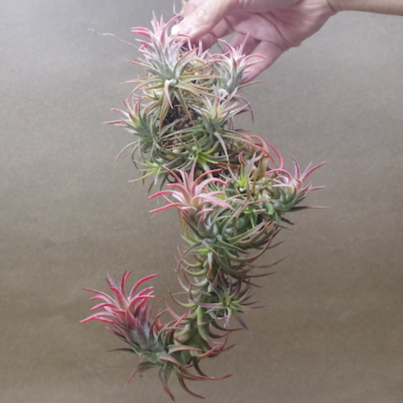 チランジア イオナンタ バンハイニンギー クランプ 流木付き 7個程