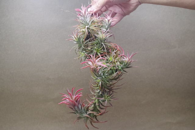 イオナンタ バンハイニンギー クランプ 09号 | air-plants TENGU-DO