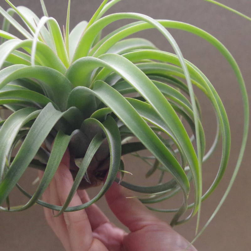 コンコロール × ストレプトフィラ 14号 | air-plants TENGU-DO