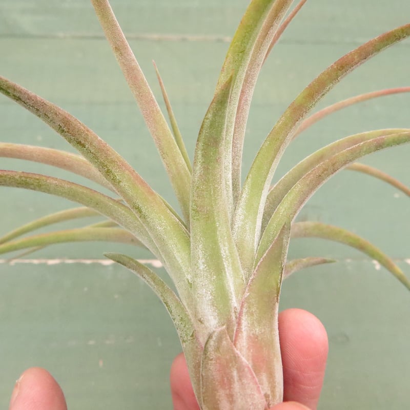 リオホンドエンシス x イオナンタ【スタッフ特選】 | air-plants TENGU-DO