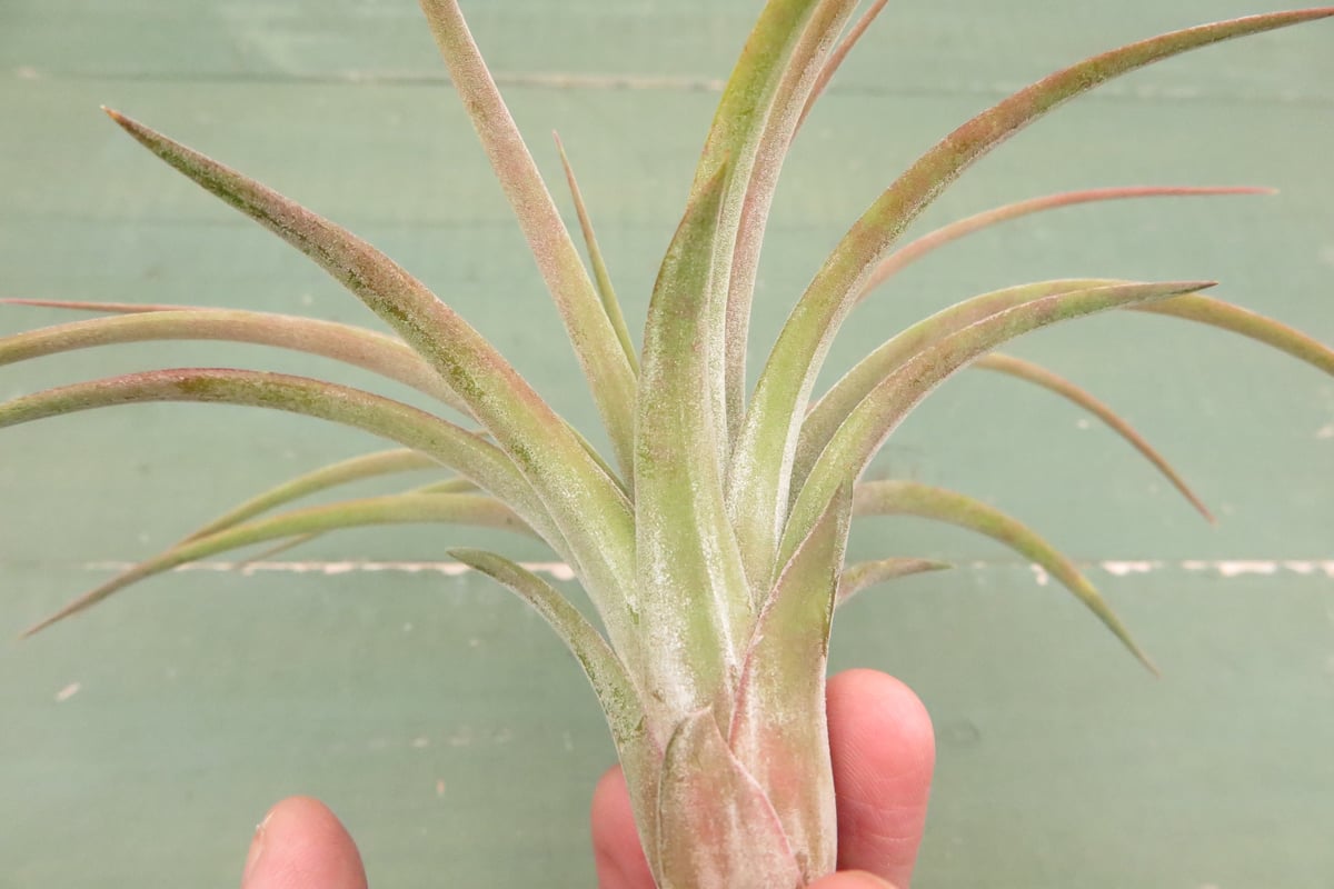 〈菫〉Tillandsia リオホンドエンシス R F x イオナンタフエゴ 菫〉Tillandsia リオホンドエンシス R F x イオナンタフエゴ