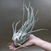 ブラキカウロス × キセログラフィカ 15号 | air-plants TENGU-DO