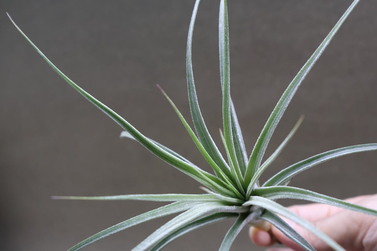 シーディアナ × イオナンタストリクタ 08号 | air-plants TENGU-DO