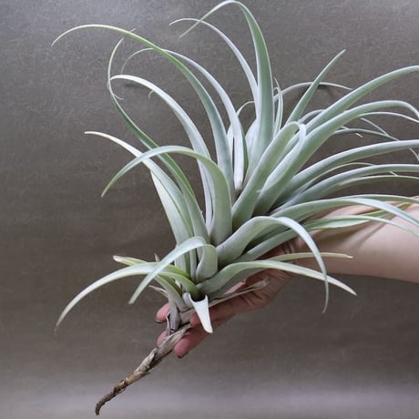 健太郎】ティランジア2点セット Amazon｜エアプランツ (4種類セット