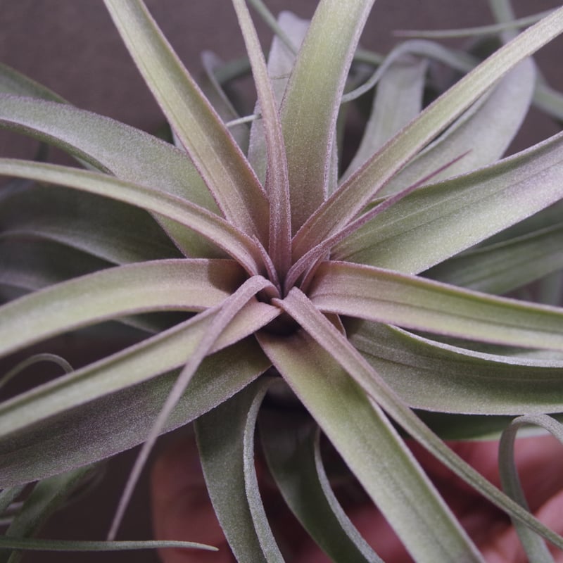 エアプランツ チランジア 超特大株 エクセルタ チランジア・エクセルタ Tillandsia exserta 育て方 図鑑