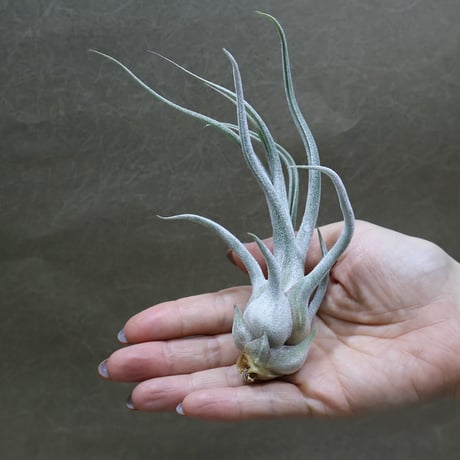 air-plants TENGU-DO