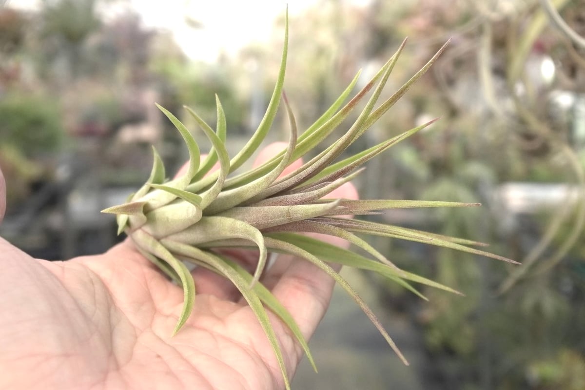 sunflower様同梱専用T. ionantha ‘Nizanda' sunflower様同梱専用T. ionantha 'Nizanda´ 【公式通販】
