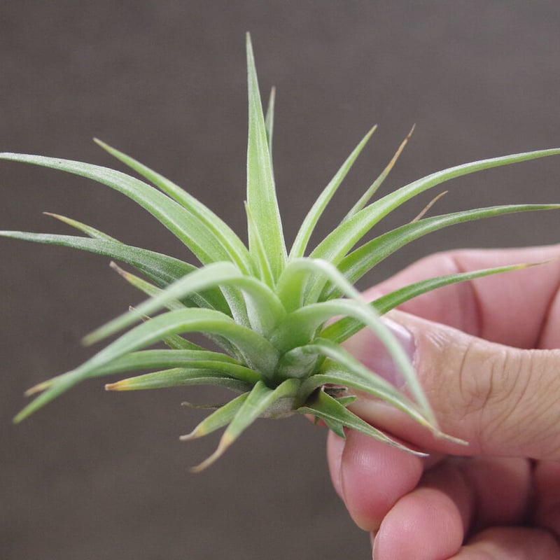 マジェスティック × イオナンタバンハイニンギー 03号 | air-plants 