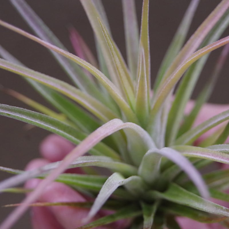 ノバキー × イオナンタ ウアメルラ 01号 | air-plants TENGU-DO