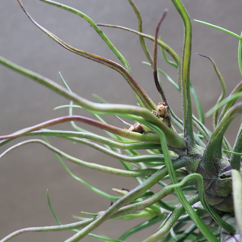 ブルボーサ クランプ 25号 | air-plants TENGU-DO