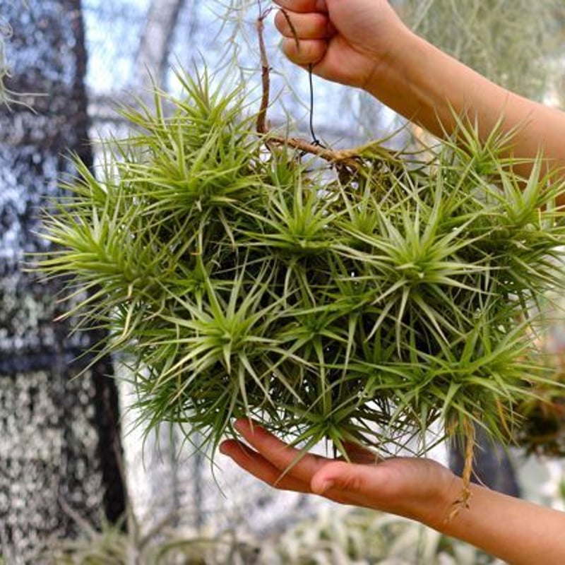 エアープランツティランジアベルゲリークランプ