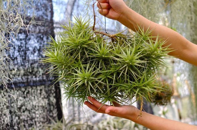 エアープランツベルゲリー大型クランプアイアンネット仕立て