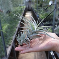 キセログラフィカ 特大2XLサイズ 05号 | air-plants TENGU-DO