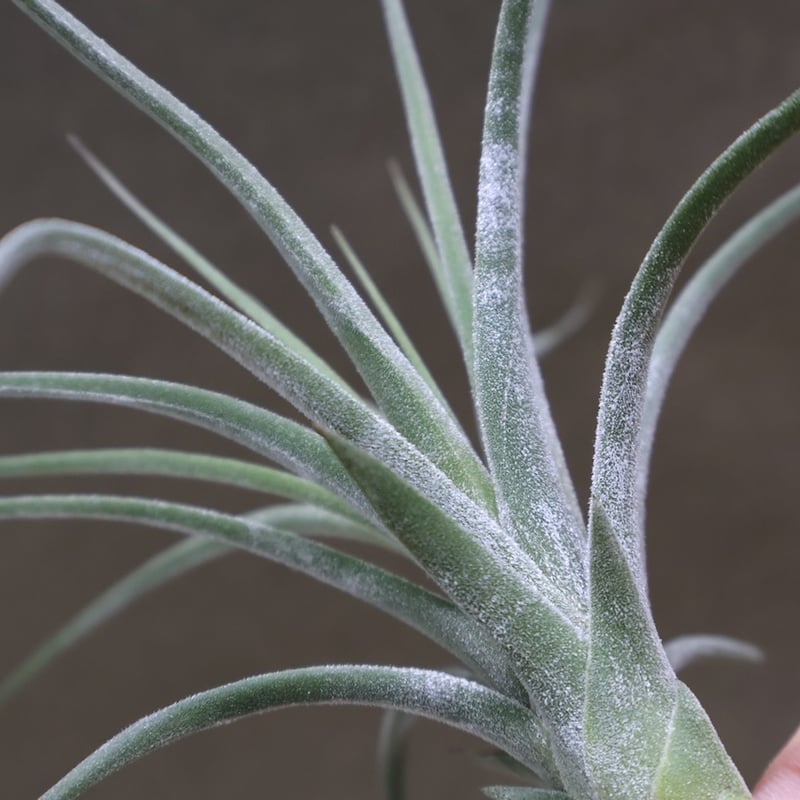 シーディアナ × イオナンタストリクタ 08号 | air-plants TENGU-DO