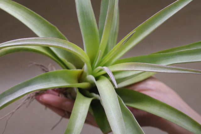 パドレ（ローランドゴッセリニーxチアペンシス）04号 | air-plants