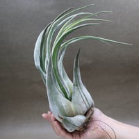 ロッテアエ 13号 | air-plants TENGU-DO