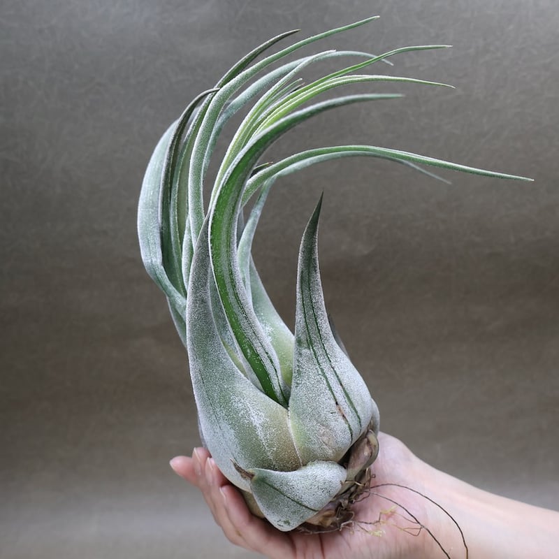 セレリアナ トリコームレス XL size 01号 | air-plants TENGU-DO