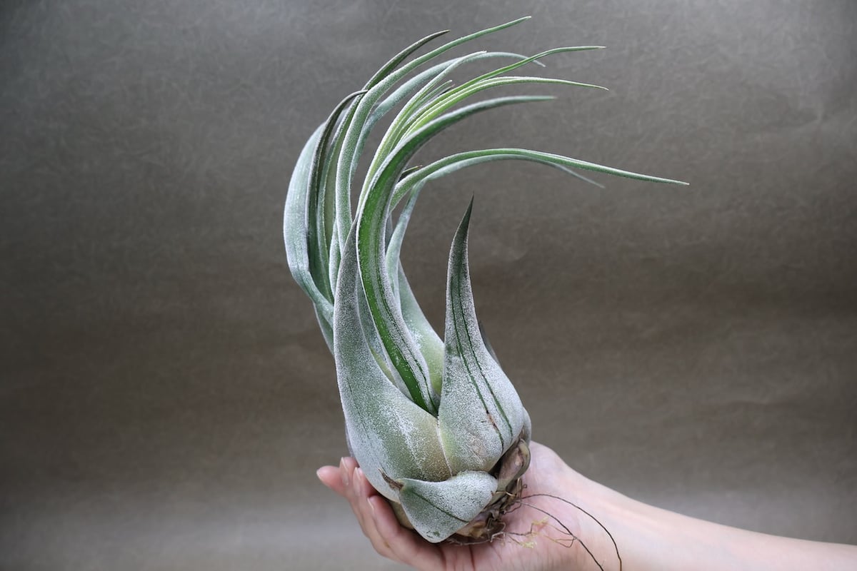 セレリアナ トリコームレス XL size 01号 | air-plants TENGU-DO