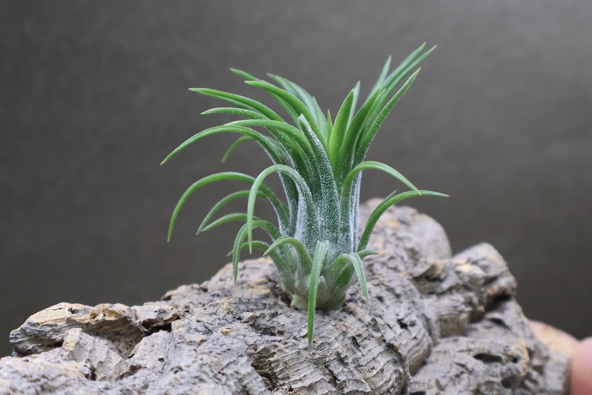 イオナンタ ヴァリエガータ 09号 | air-plants TENGU-DO
