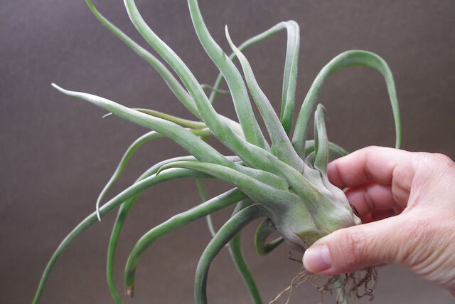 ショータイム × ストレプトフィラ 01号 | air-plants TENGU-DO ショータイム × ストレプトフィラ 01号 | air-plants TENGU-DO