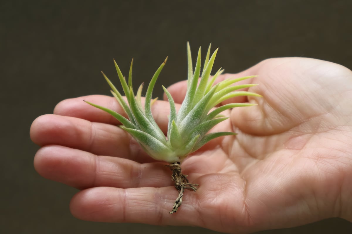 イオナンタブルーアイドドゥルイド 03号 | air-plants TENGU-DO