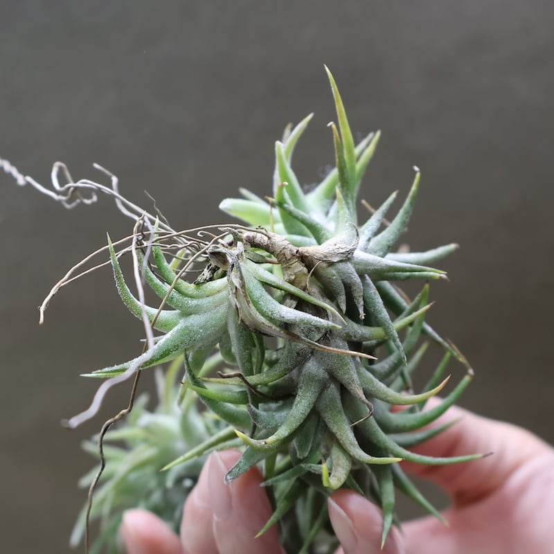 イオナンタ バンハイニンギー 142号 | air-plants TENGU-DO