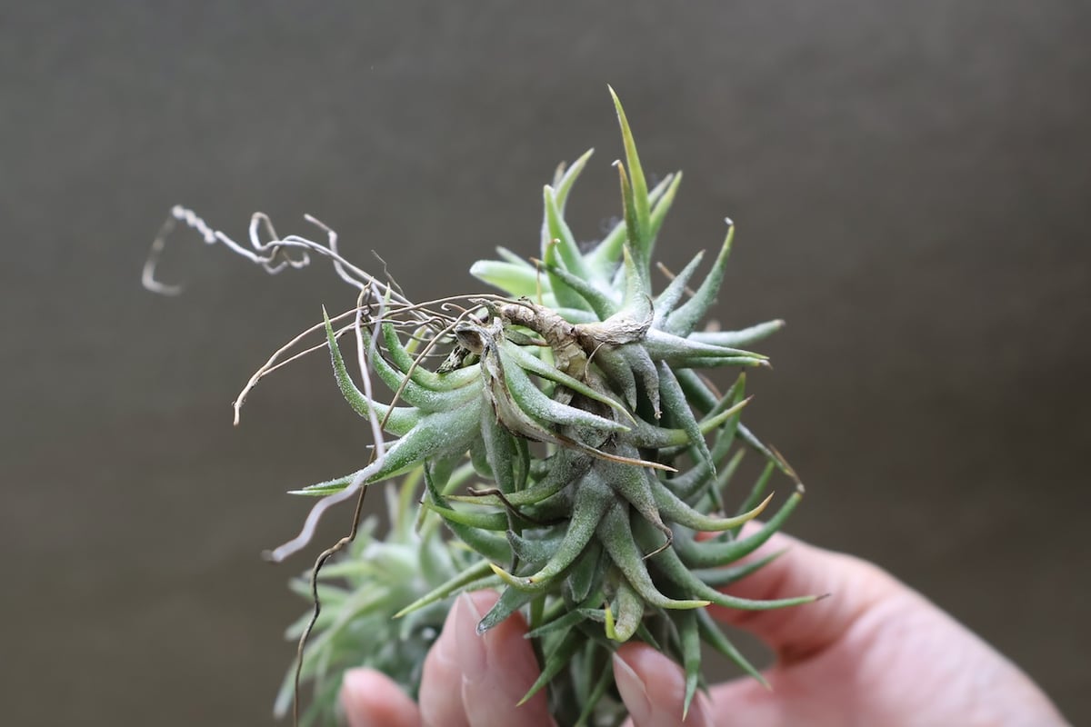 イオナンタ バンハイニンギー 142号 | air-plants TENGU-DO