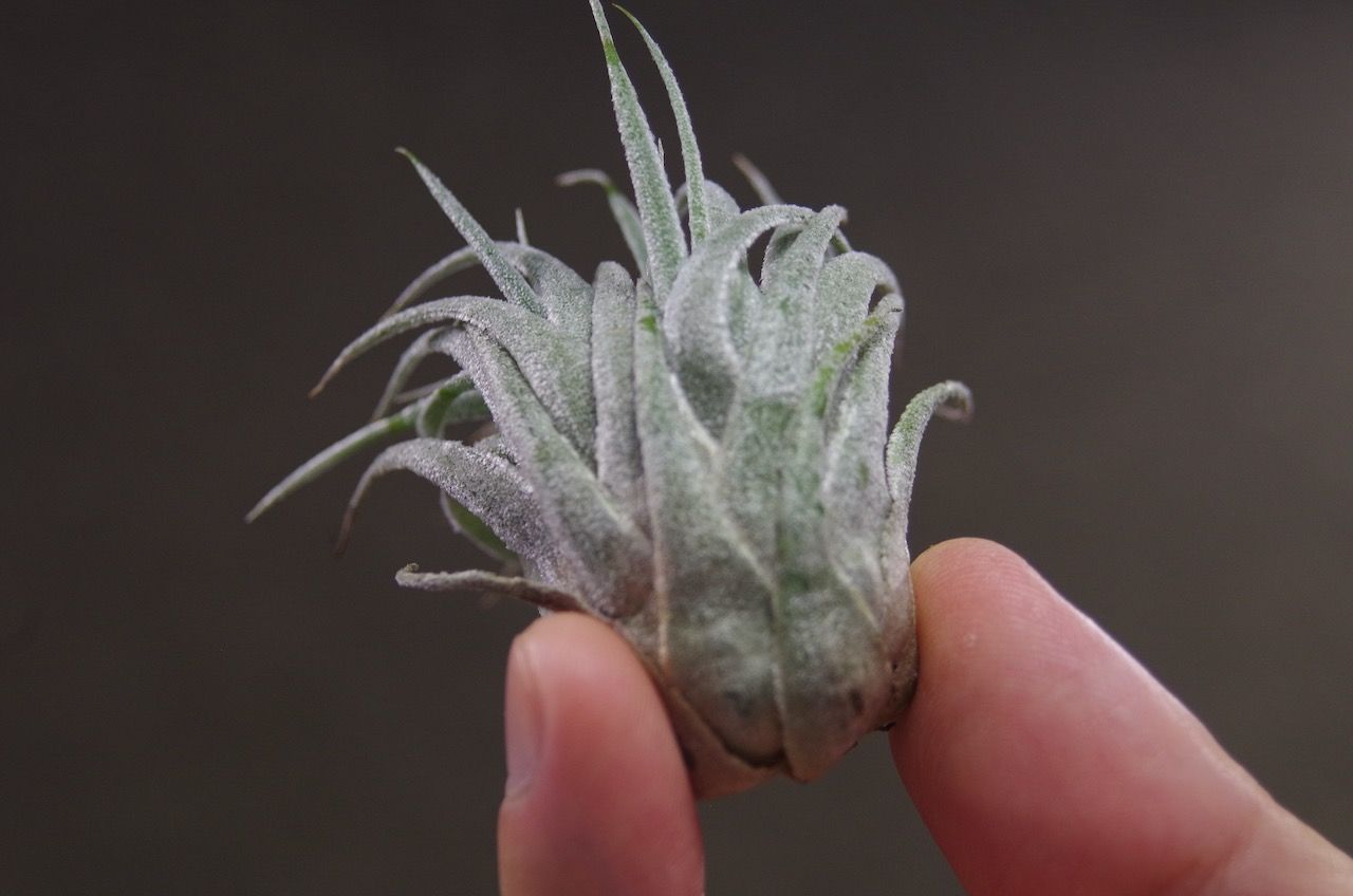 スプレンゲリアナ Lサイズ 02号 | air-plants TENGU-DO