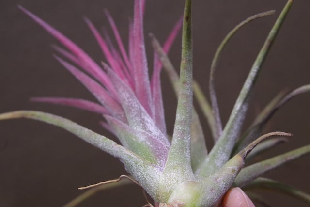 シーディアナ×イオナンタストリクタ 06号 | air-plants TENGU-DO