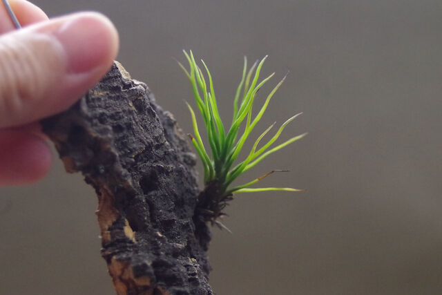 チランジア　イッツィービッツィー 謎多き小型種【ショータイム イッツィービッツィー】Tillandsia