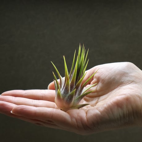 CATEGORY 品種名：I/J/K/L | air-plants TENGU-DO
