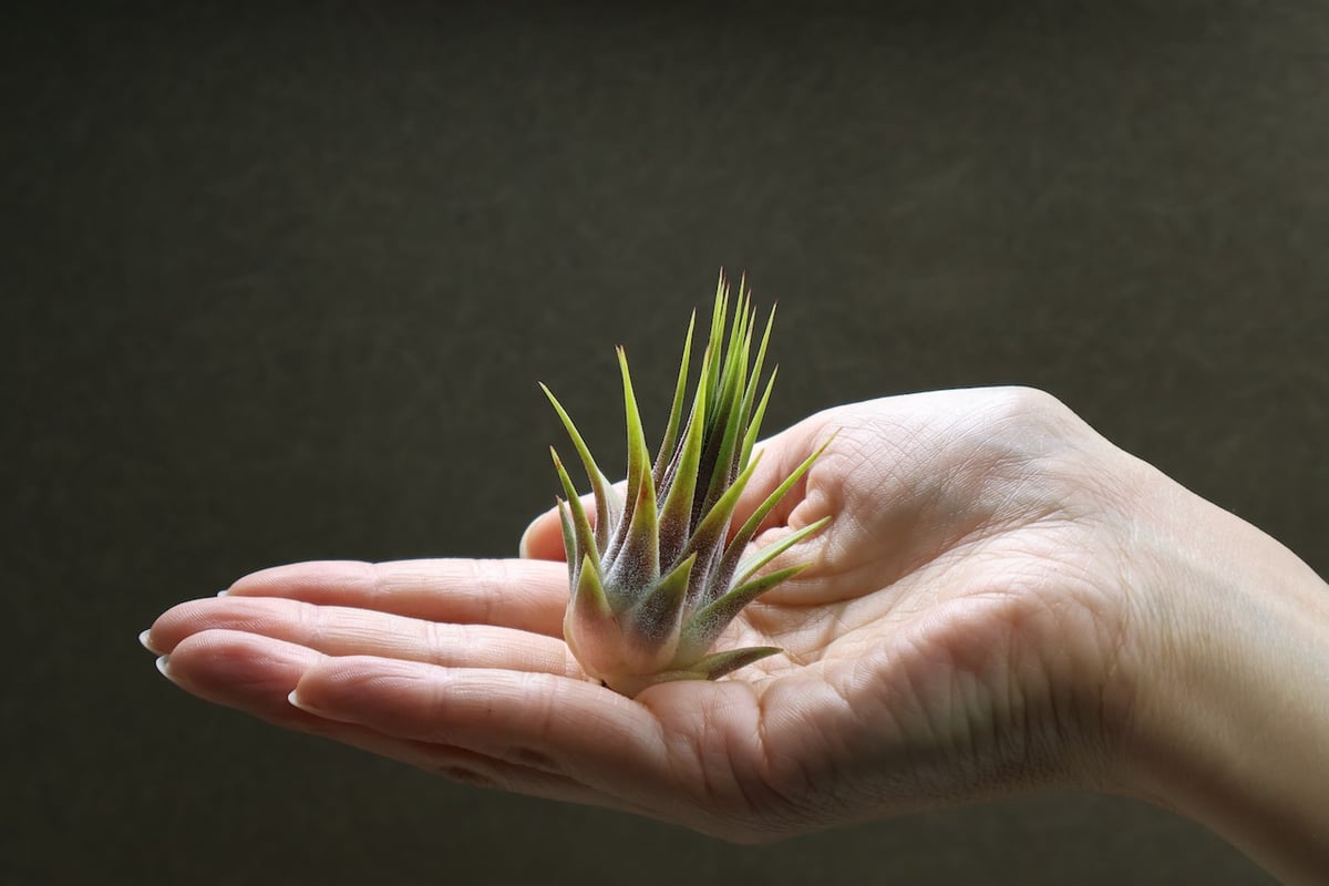 イオナンタ ストリクタ 07号 | air-plants TENGU-DO
