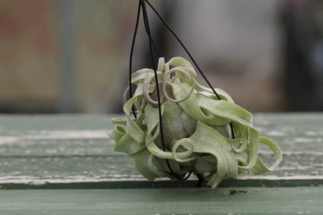 スタッフ特選】ストレプトフィラ Sサイズ | air-plants TENGU-DO