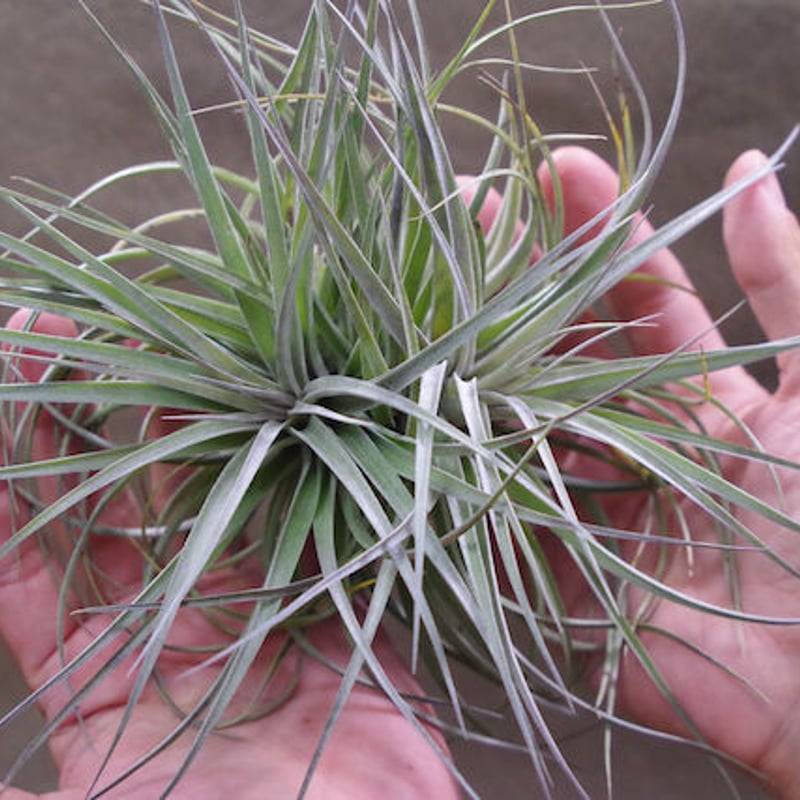 チランジア ベイレイ 特大クランプ fit=scale-down,w=1200