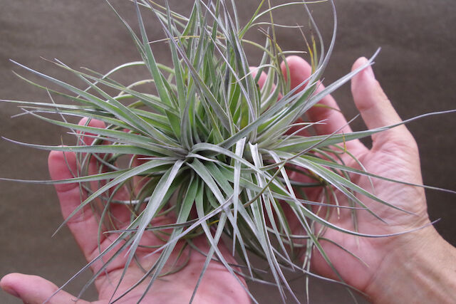 チランジア　ベイレイ　特大クランプ チランジア ベイレイ 特大クランプ