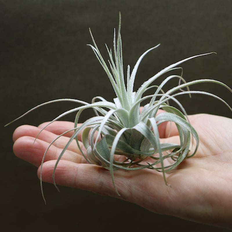チャペウエンシス 01号 | air-plants TENGU-DO